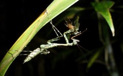 Liturgusella malagassa