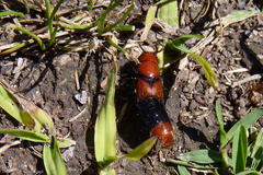Haematodes bicolor