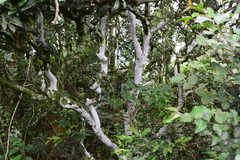 Dioscorea rupicola
