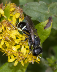 Ectemnius trifasciatus