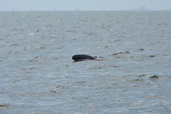 Orcaella brevirostris
