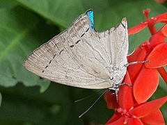 Tajuria cippus maxentius