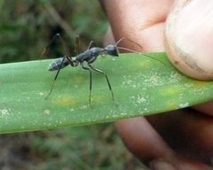 Camponotus dufouri