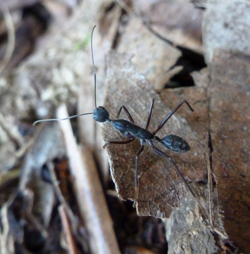Dufour's Sugar ant
