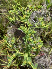 Euphorbia rosescens (Euphorbia rosescens)