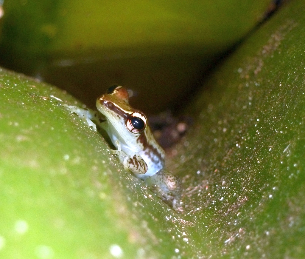 Wooster's Malagasy Pandanus Frog