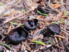 Pseudoplectania nigrella