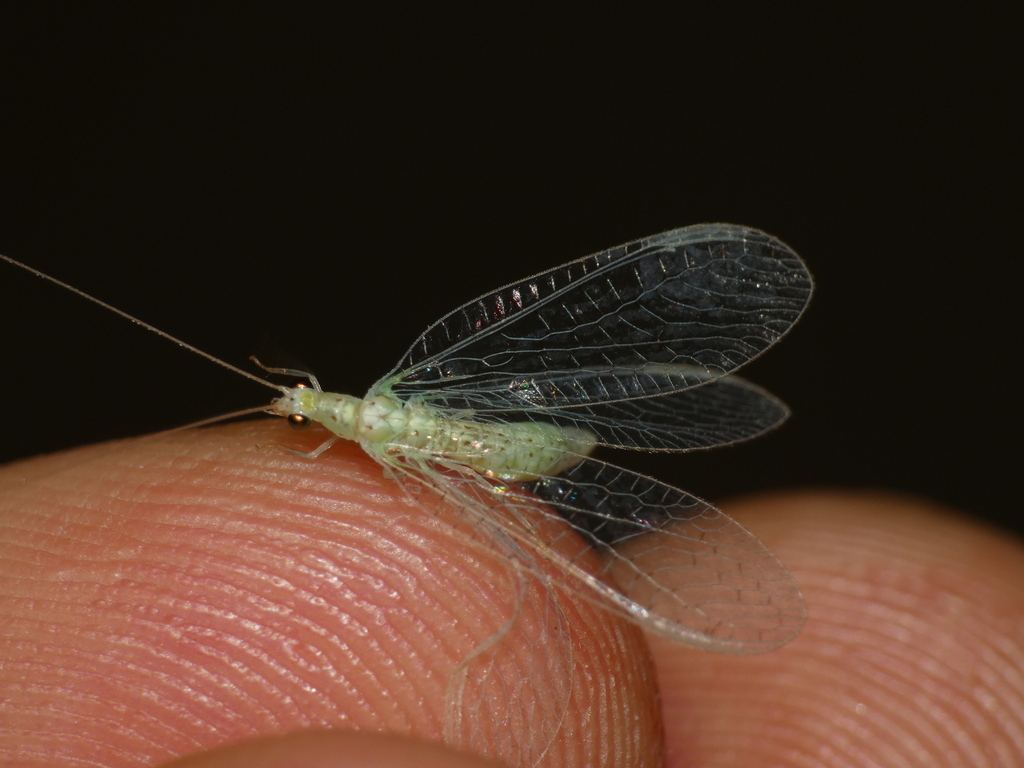 Pseudomallada benedictae