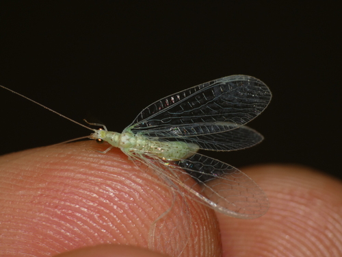 Pseudomallada benedictae