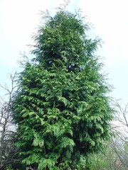 Cupressus × leylandii