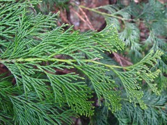 Cupressus × leylandii