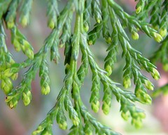 Cupressus × leylandii
