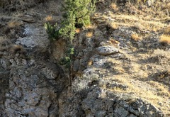 Capra aegagrus aegagrus