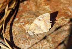 Chazara briseis emilianus