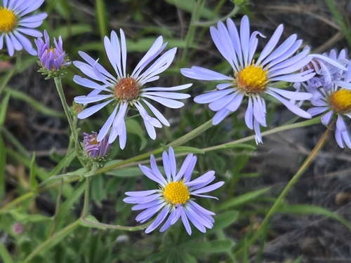 Henderson's aster (Symphyotrichum hendersonii)