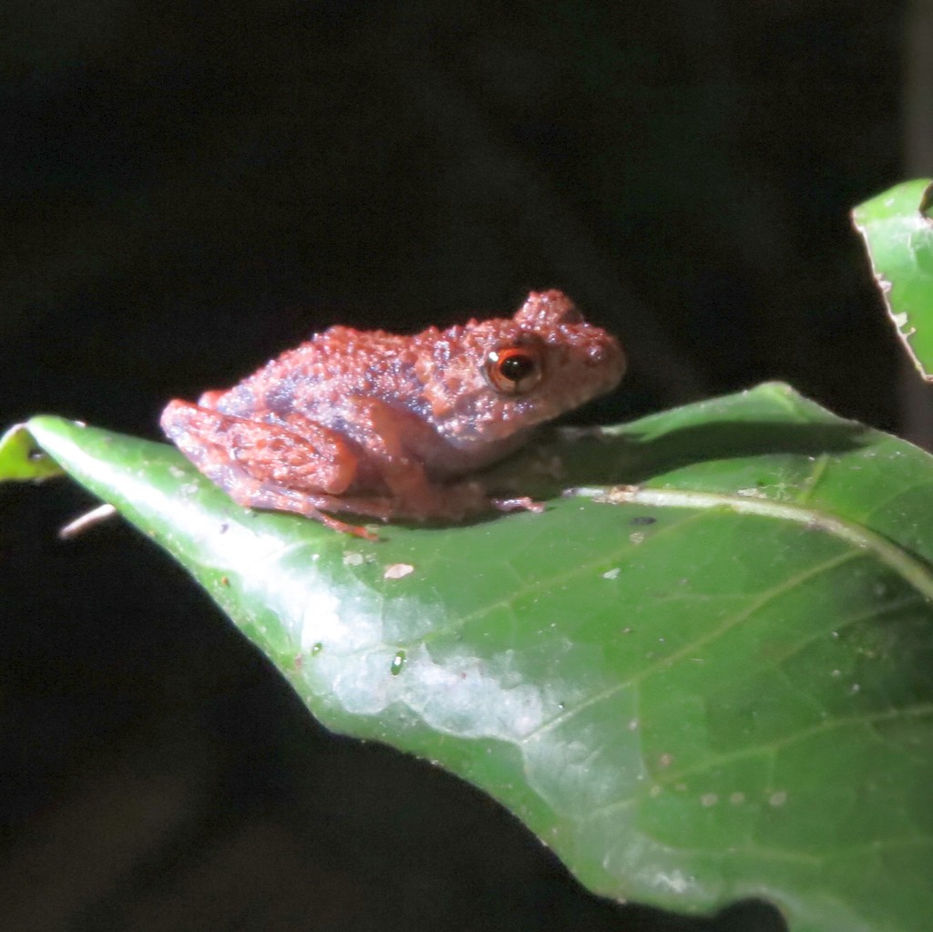 Madagascar Frog