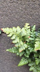 Asplenium adiantum-nigrum