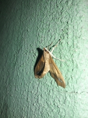 Diaphania fumosalis