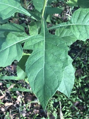 Verbesina virginica image