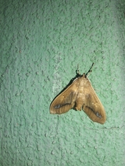 Diaphania fumosalis