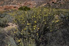Othonninae