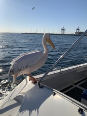 Pelecanus onocrotalus