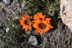 Gazania rigida