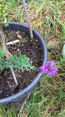 Linaria purpurea