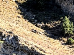 Capra aegagrus aegagrus