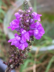 Linaria purpurea
