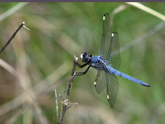 Libellula comanche