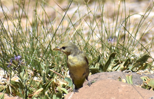 iNaturalist observation photo of Western Tanager