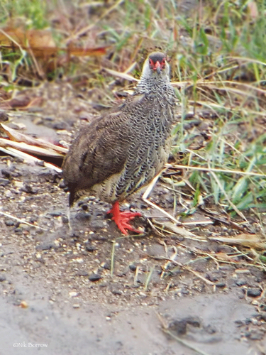 Harwood's Spurfowl