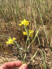 Moraea fugax