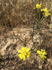 Moraea fugax