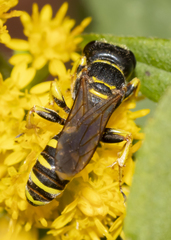 Ectemnius arcuatus