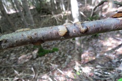 Naematelia encephala