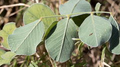 Tephrosia lindheimeri