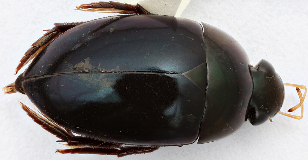 Tropisternus chalybeus