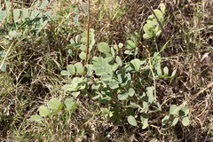 Tephrosia lindheimeri