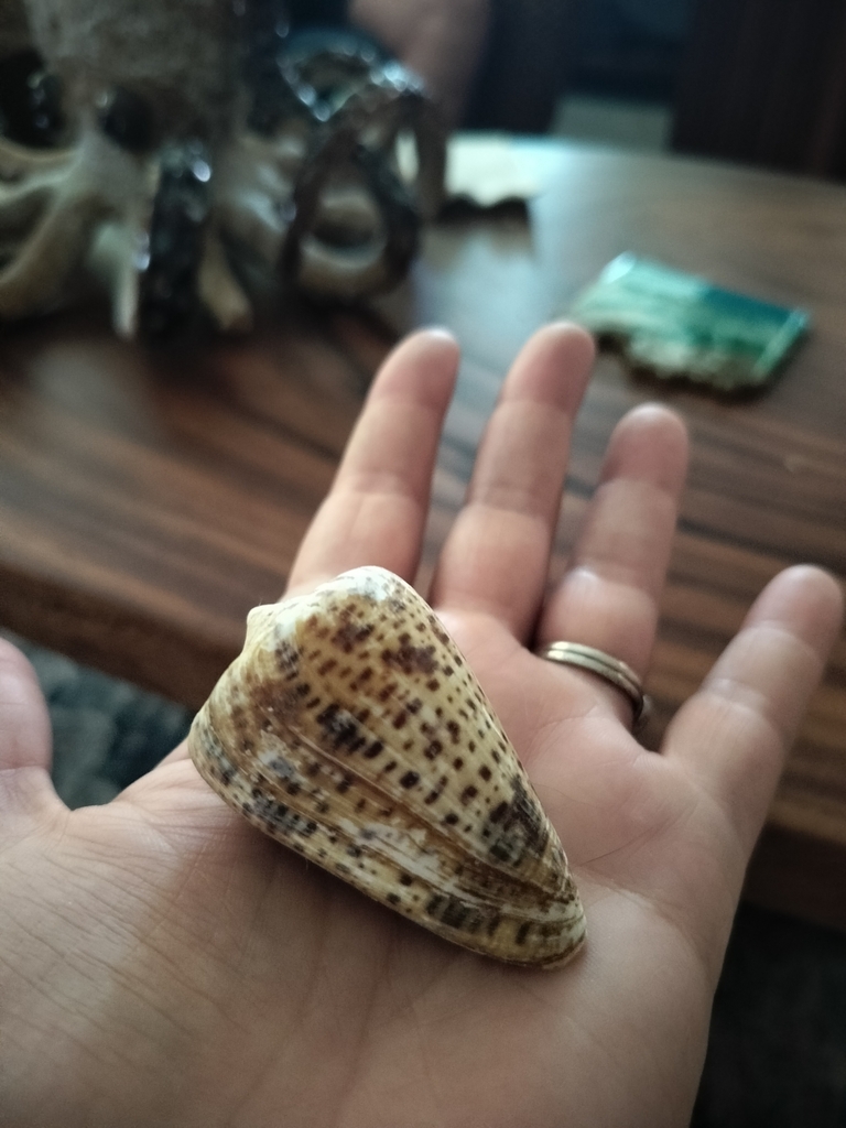 West Indian Alphabet Cone