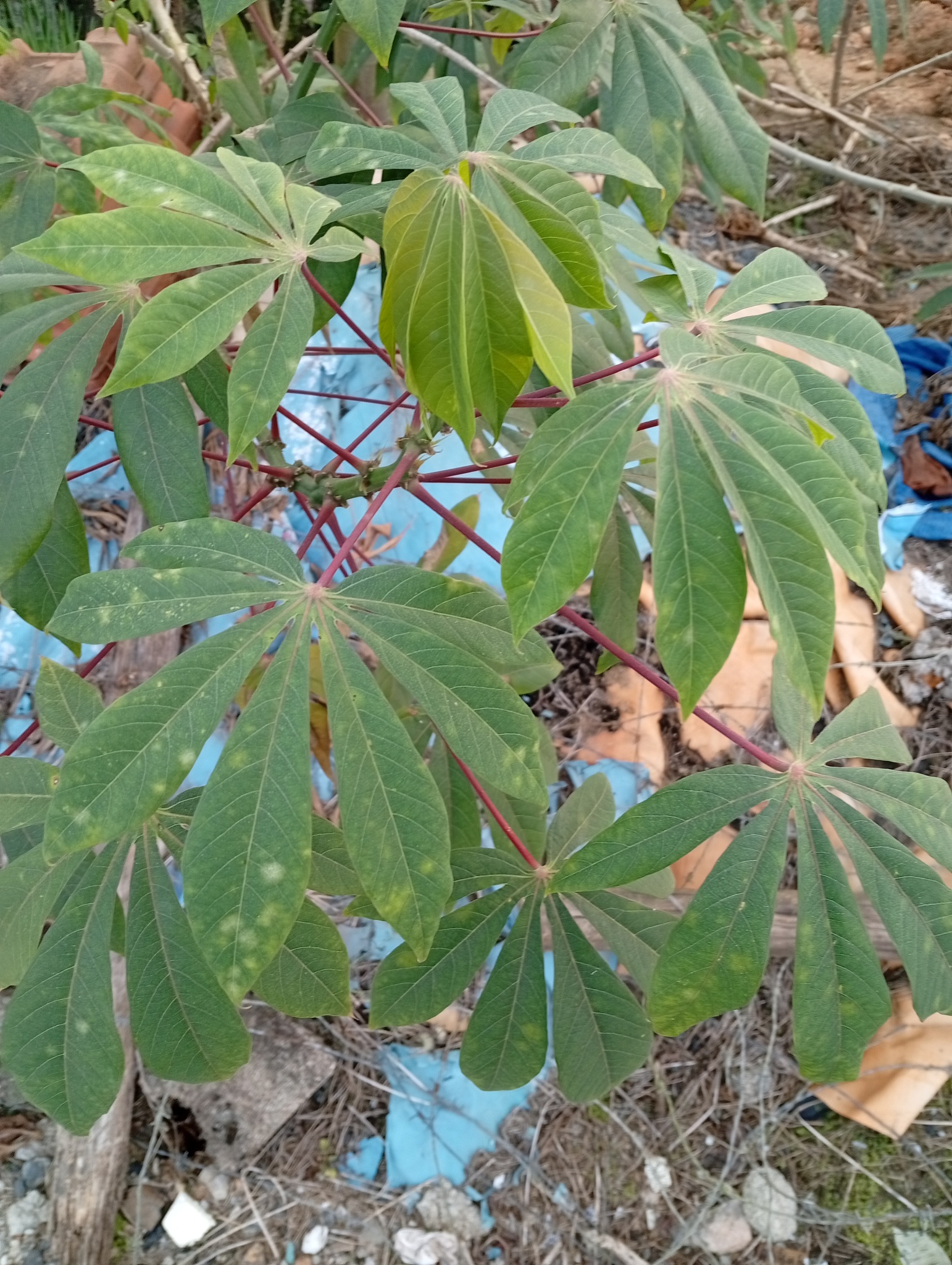 Manihot esculenta