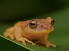 Raorchestes luteolus