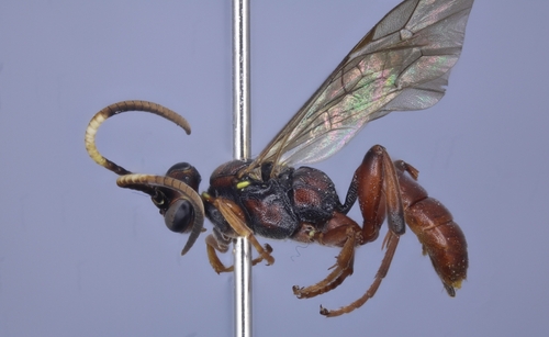 Barichneumon excelsior