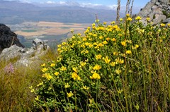 Aspalathus triquetra