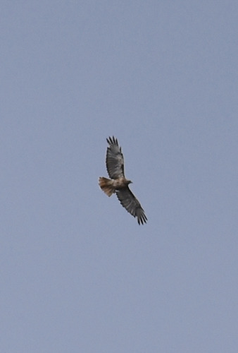 iNaturalist observation photo of Red-tailed Hawk