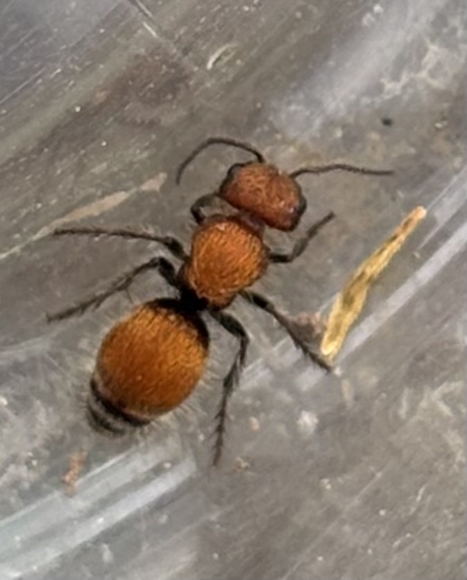 Pseudomethoca propinqua