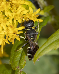Ectemnius trifasciatus