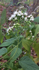 Ageratina altissima