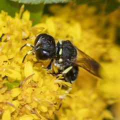 Ectemnius trifasciatus